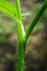 Ranunculus uncinatus