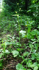 Ranunculus uncinatus