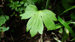 Ranunculus uncinatus