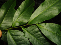 Pararchidendron pruinosum