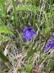 Pinguicula macroceras