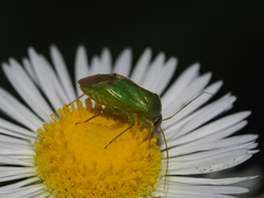 Apolygus spinolae