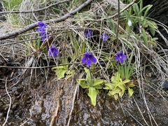 Pinguicula macroceras