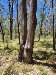Eucalyptus moluccana