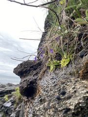 Pinguicula macroceras