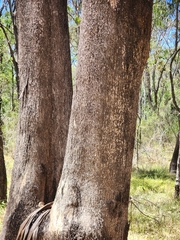 Eucalyptus moluccana