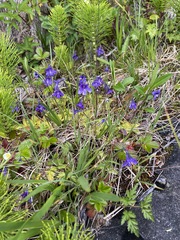 Pinguicula macroceras
