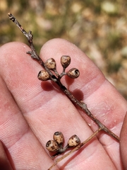 Eucalyptus moluccana