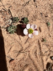Ranunculus andersonii