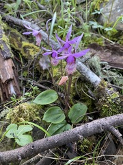 Calypso bulbosa occidentalis