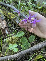 Calypso bulbosa occidentalis