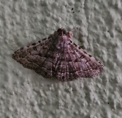 Diatenes aglossoides