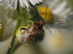 Stictopleurus punctatonervosus