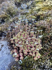 Saxifraga cespitosa