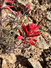Castilleja chromosa