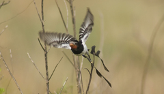 Alectrurus risora