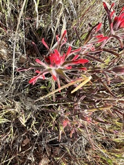 Castilleja chromosa