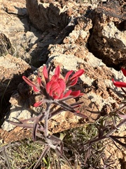 Castilleja chromosa