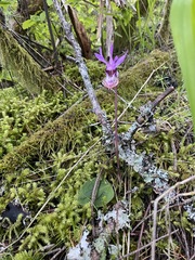 Calypso bulbosa occidentalis