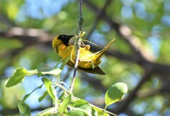 Ploceus velatus caurinus