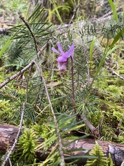 Calypso bulbosa occidentalis