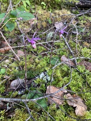 Calypso bulbosa occidentalis