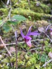Calypso bulbosa occidentalis