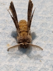 Apochima flabellaria