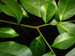 Pararchidendron pruinosum
