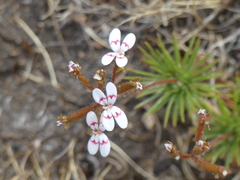 Stylidium repens