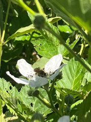 Apis mellifera