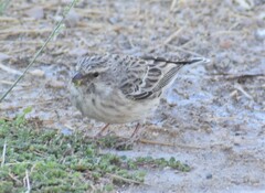 Crithagra atrogularis