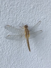 Neurothemis intermedia