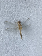 Neurothemis intermedia