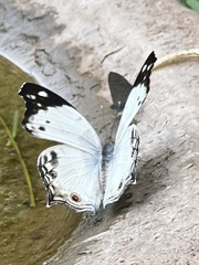 Protogoniomorpha anacardii