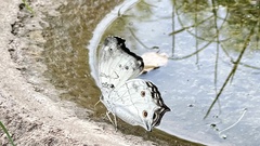Protogoniomorpha anacardii