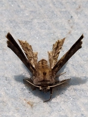 Apochima flabellaria
