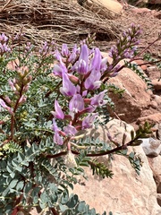 Astragalus lentiginosus