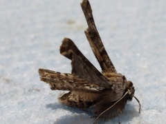 Apochima flabellaria