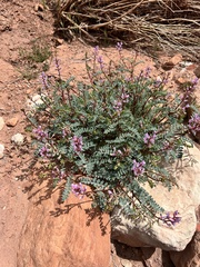 Astragalus lentiginosus