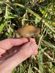 Psilocybe allenii