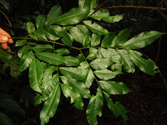 Pararchidendron pruinosum