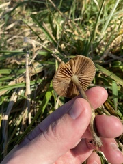 Psilocybe allenii