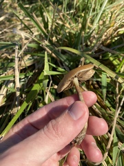 Psilocybe allenii