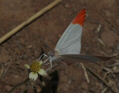Colotis antevippe gavisa