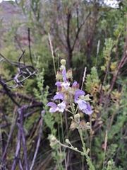 Salvia chamelaeagnea