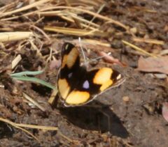 Junonia hierta cebrene