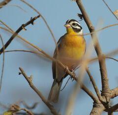 Emberiza flaviventris