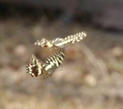 Papilio demodocus demodocus