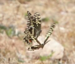 Papilio demodocus demodocus